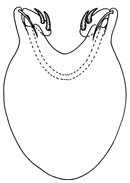 strongylus